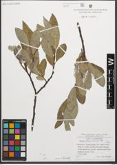 Foto von Salix glaucosericea Flod.